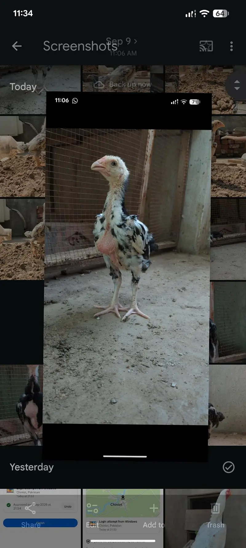 aseel female | aseel chicks | aseel pathay pathiyan | mianwali chicks — photo 5