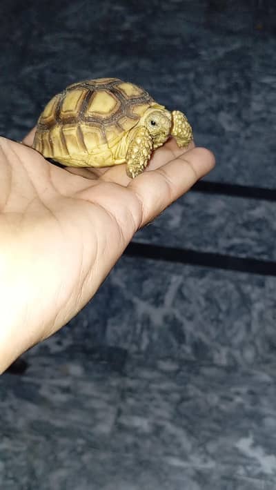 tortoise or guinea pig