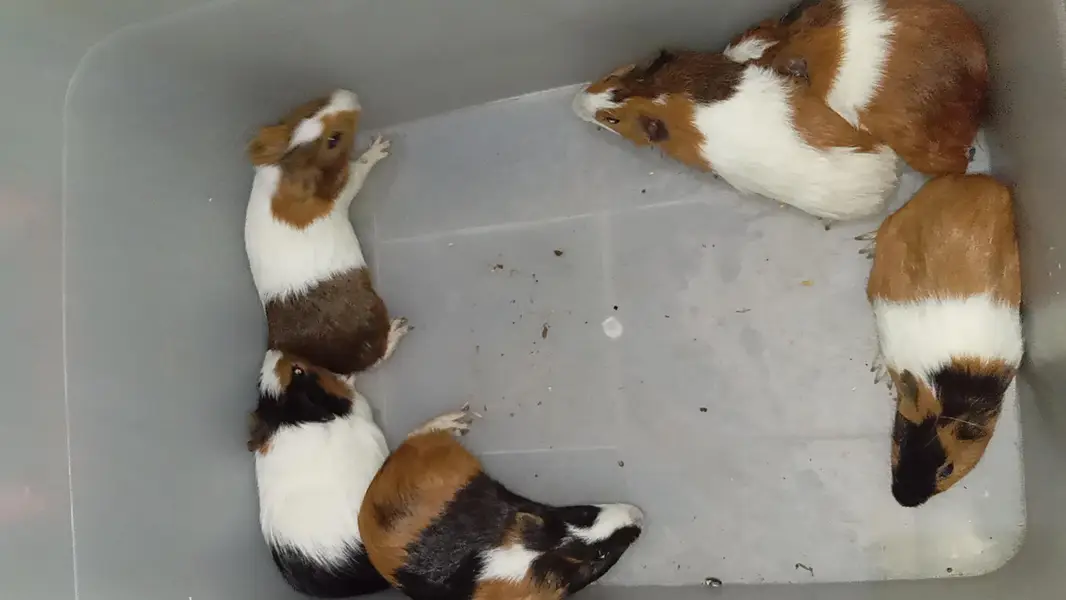tortoise or guinea pig — photo 2