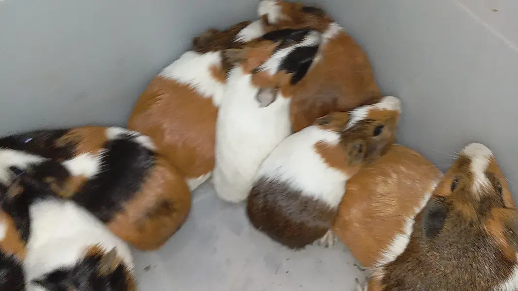 tortoise or guinea pig — photo 3