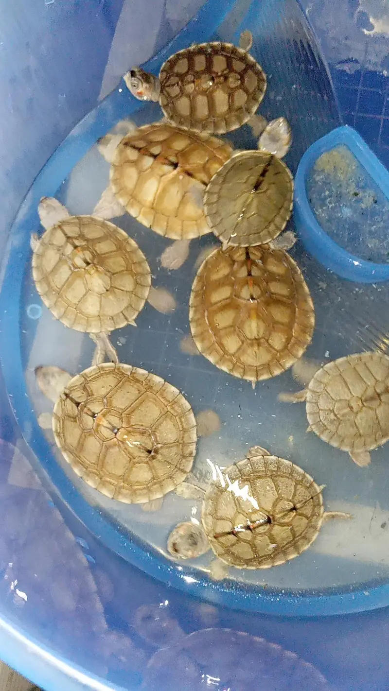 tortoise or guinea pig — photo 4