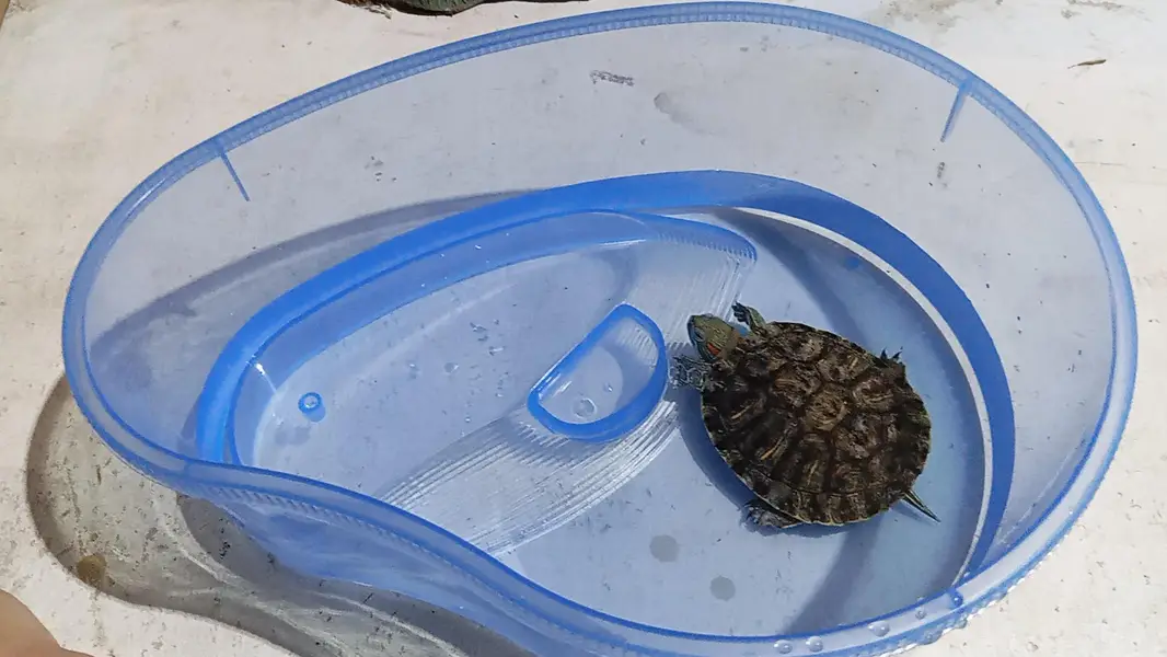 tortoise or guinea pig — photo 6