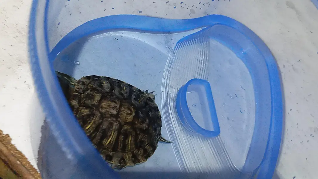 tortoise or guinea pig — photo 7
