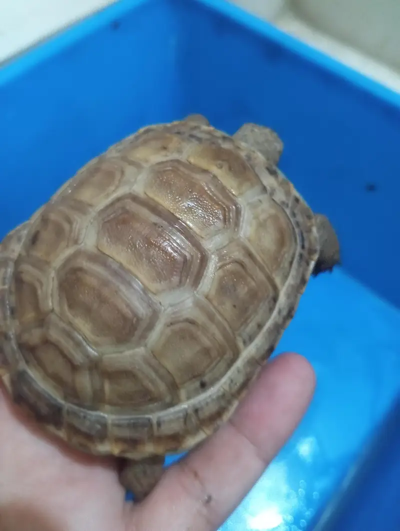 tortoise or guinea pig — photo 8