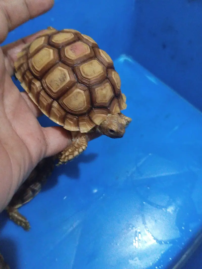 tortoise or guinea pig — photo 9