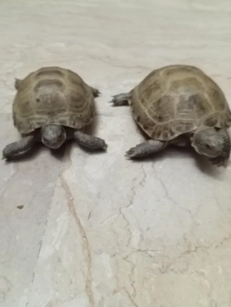 tortoise or guinea pig — photo 11