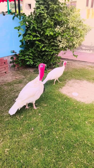 Breeder Turkey pair looking for shelter