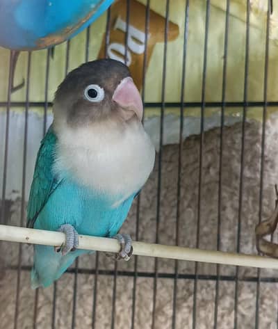 Love bird pair