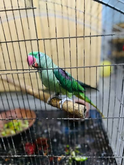 Raw parrot | Kashmiri Raw | Parrot