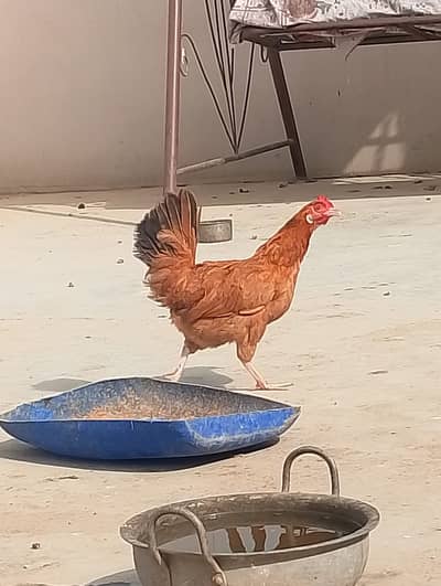 Misri murgi / anday wali murgi / dasi murgi / murgi / hen / Murga