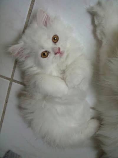 Persian kittens