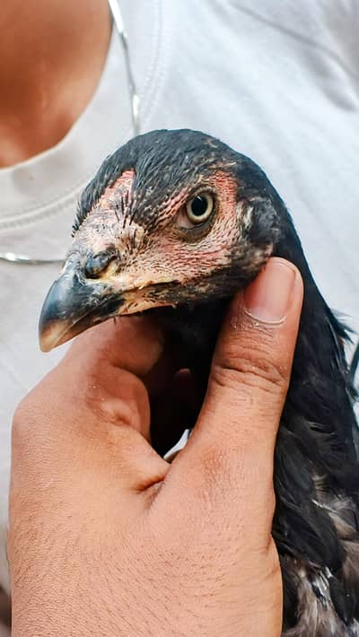 Thai aseel females for sale