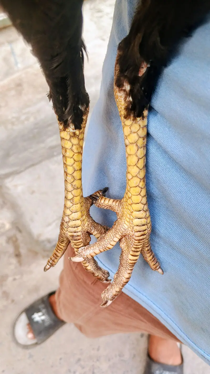 Thai aseel females for sale — photo 4