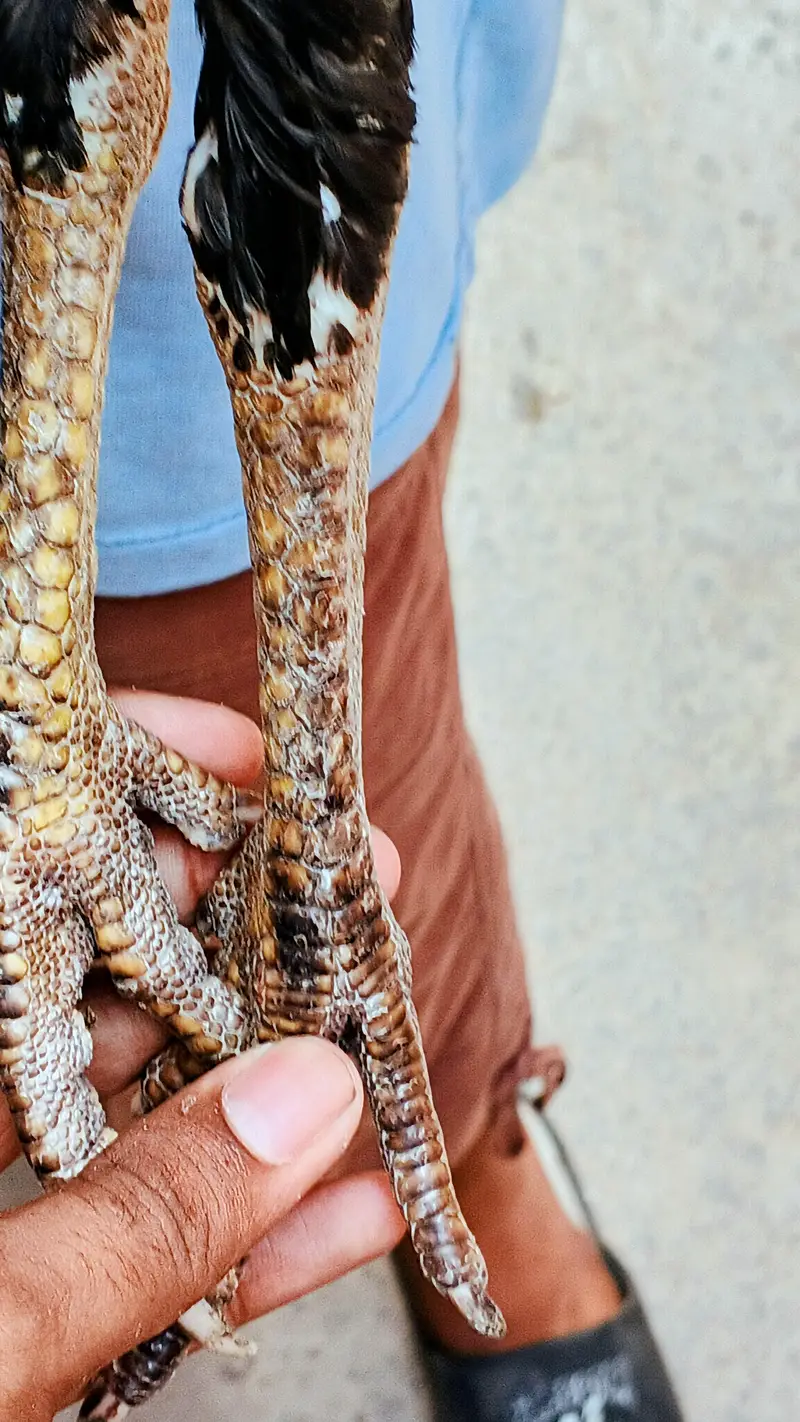 Thai aseel females for sale — photo 10