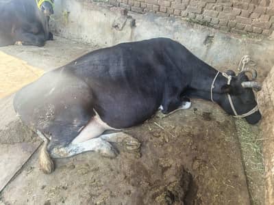 Cow for Sale