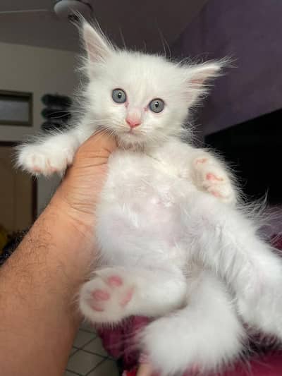 beautiful 4 persian kittens available for sale