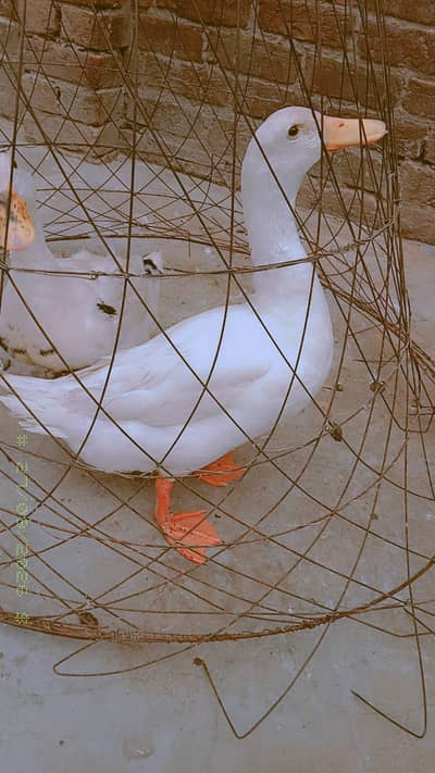 Pair of Ducks for sale