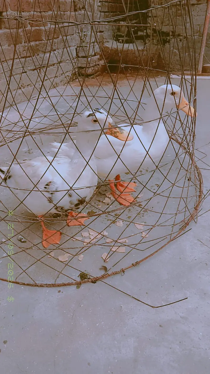 Pair of Ducks for sale — photo 2
