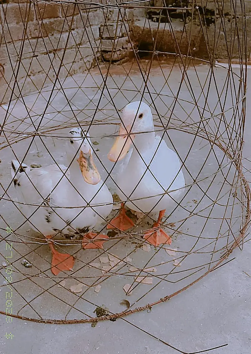 Pair of Ducks for sale — photo 3