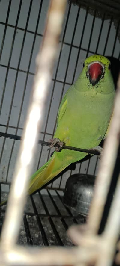 Indian ringneck for sale