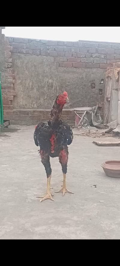 mushka jawa