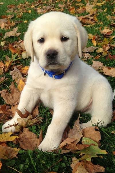 Labrador male puppy hight Quality imported blood line have bone