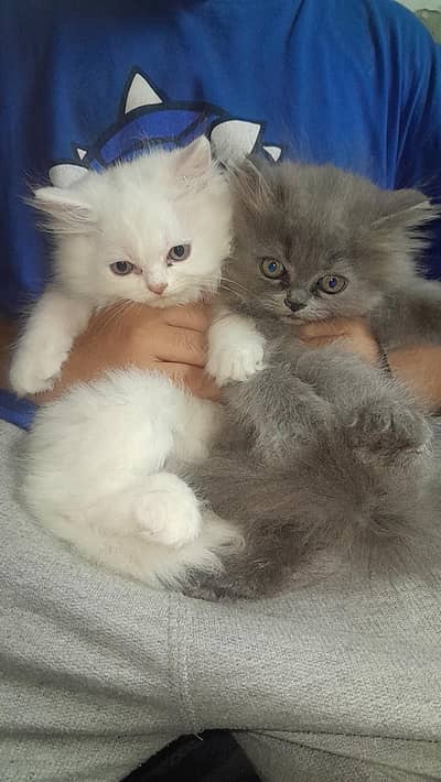 Persian kittens for sale