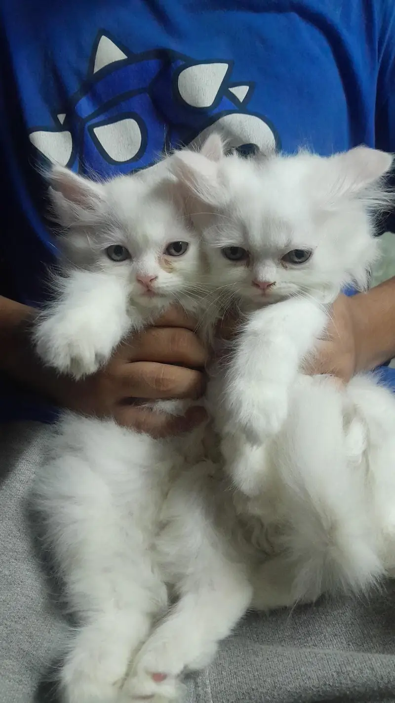 Persian kittens for sale — photo 2