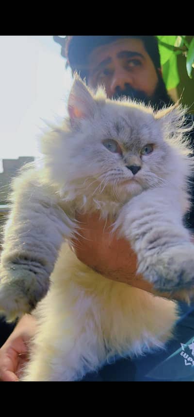 female cat