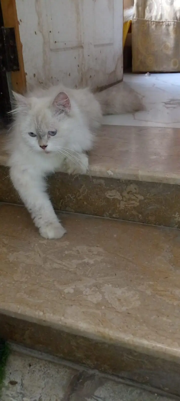 female cat — photo 3