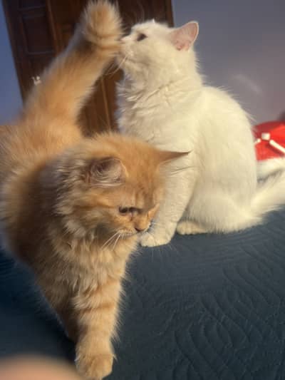beautiful pure breed persian kitten and his mother