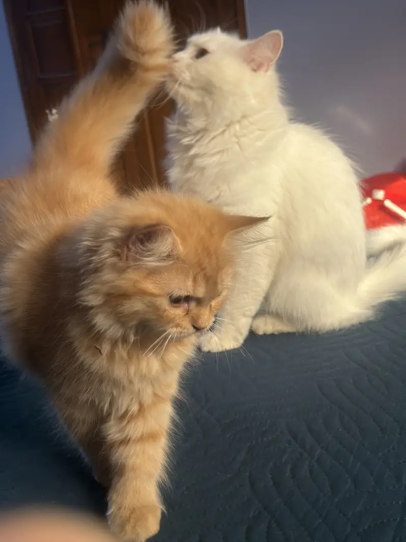 beautiful pure breed persian kitten and his mother — photo 2