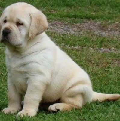 British labordar dog male puppy in high quality