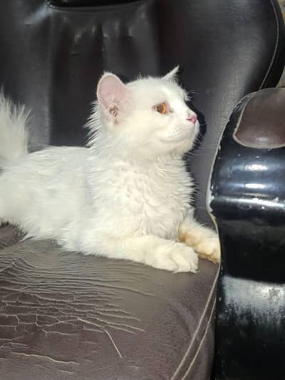 white Russian cat
