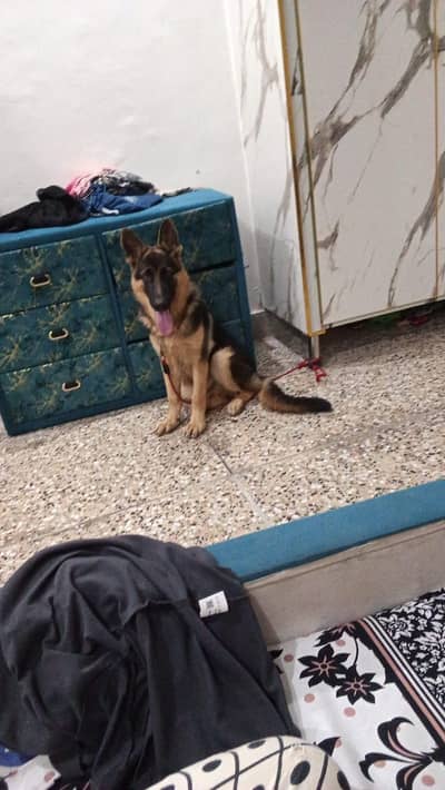 pure german shahprd dog puppy contc no 03102499832