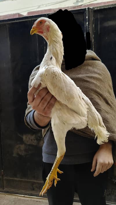 Orignal Japanese O-Shamo breeder pair for sale