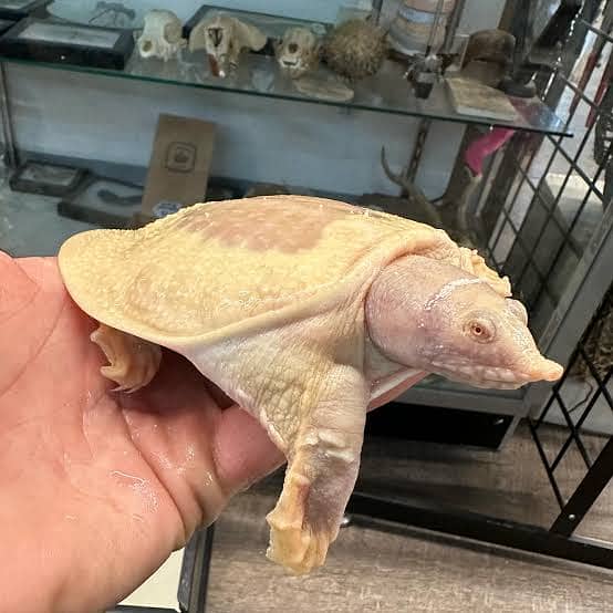 Chinese Softshell turtles 0