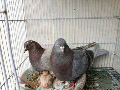Bredar Pair