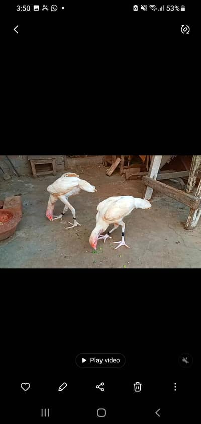 HEERA ASEAL PAIR  0308-4216275