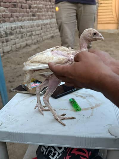bo×er aseel chicks for sale