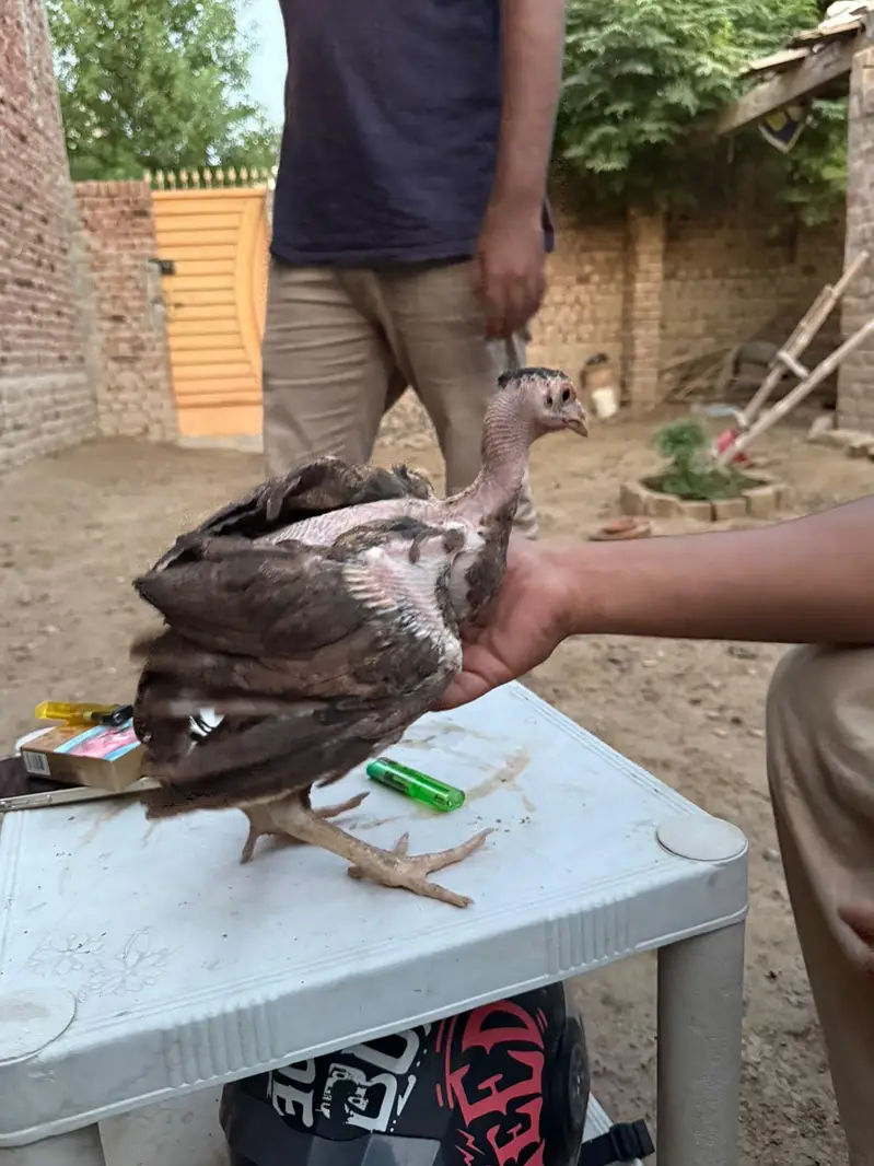 bo×er aseel chicks for sale — photo 2