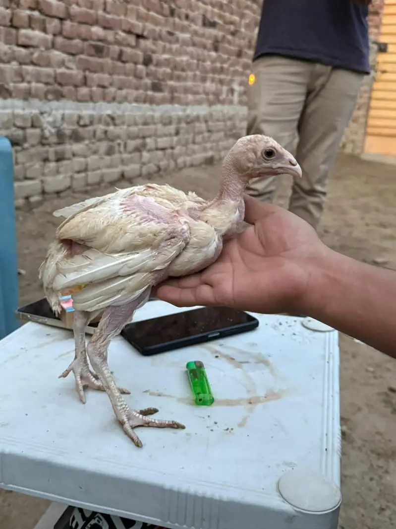 bo×er aseel chicks for sale — photo 4