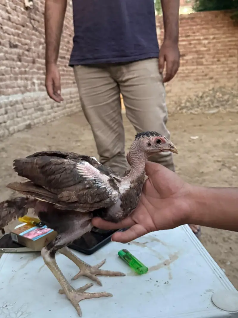 bo×er aseel chicks for sale — photo 6