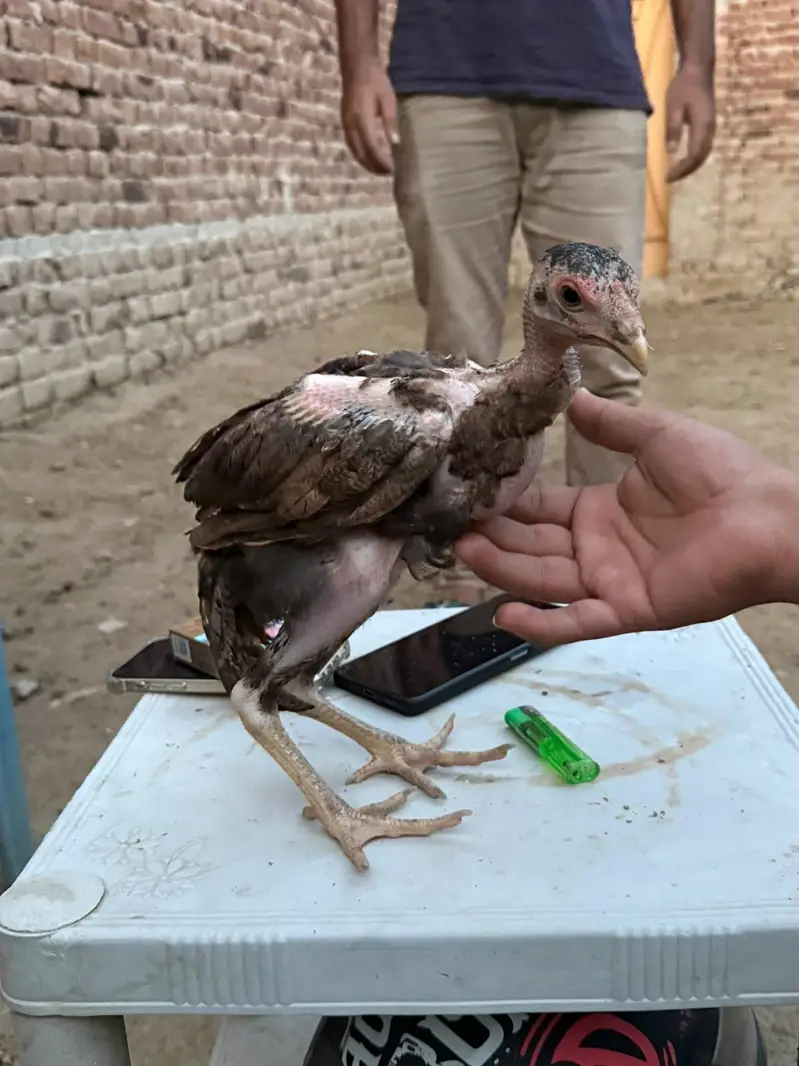 bo×er aseel chicks for sale — photo 7