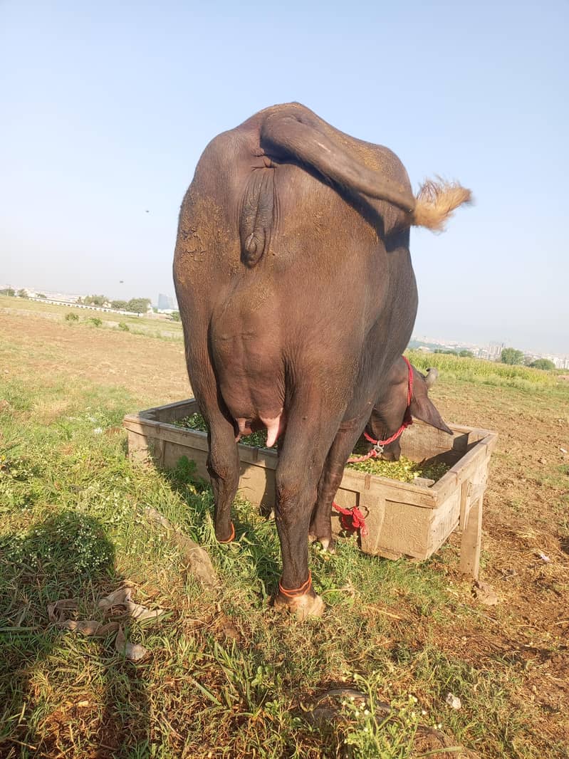 buffalo 3