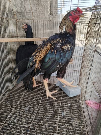 Aseel Murga,Murgi, 2 Aseel Pathy