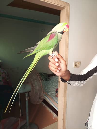 raw parrot male hand Tame and talking