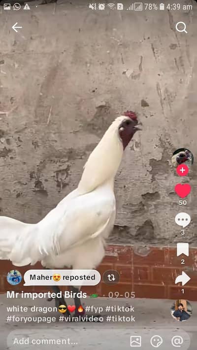 paper white dragon qailty male 03096760568
