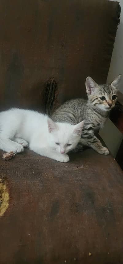Turkish Angora kittens avaliable for adoption