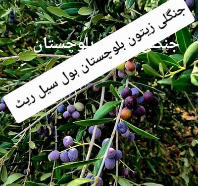 Black wild olive جنگلی زیتون بلوچستان